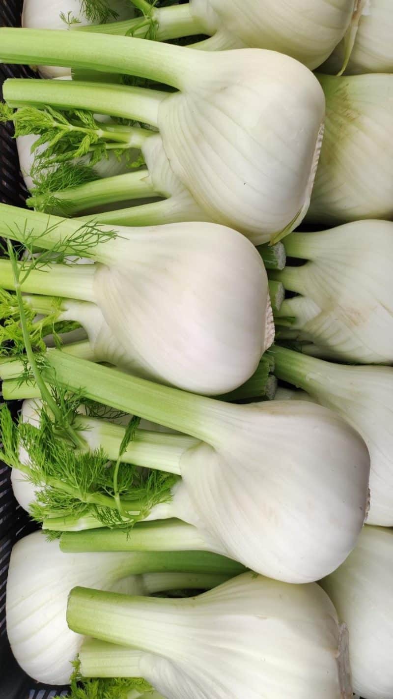 Finocchi Venturina Km0 I scelta belli tondi