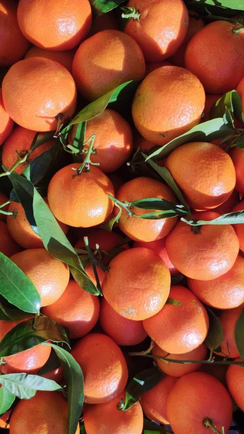 Clementine Calabria media misura senza semi