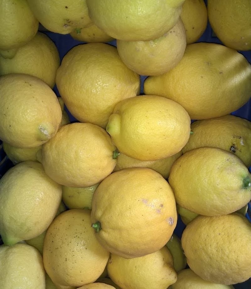 Limoni PISA!!! Al Naturale, non trattati
