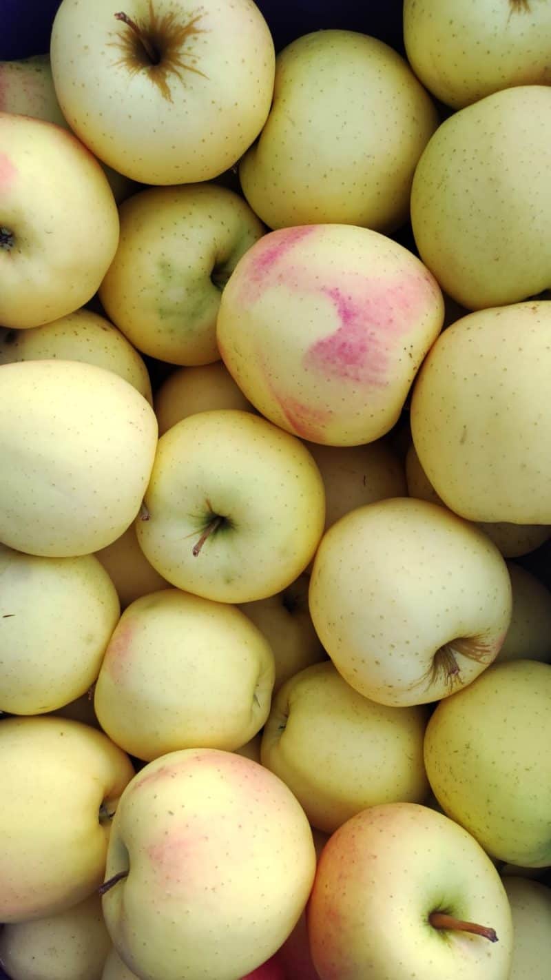 Mele Golden NUOVE PISA al naturale rugginose media misura! belle dolci