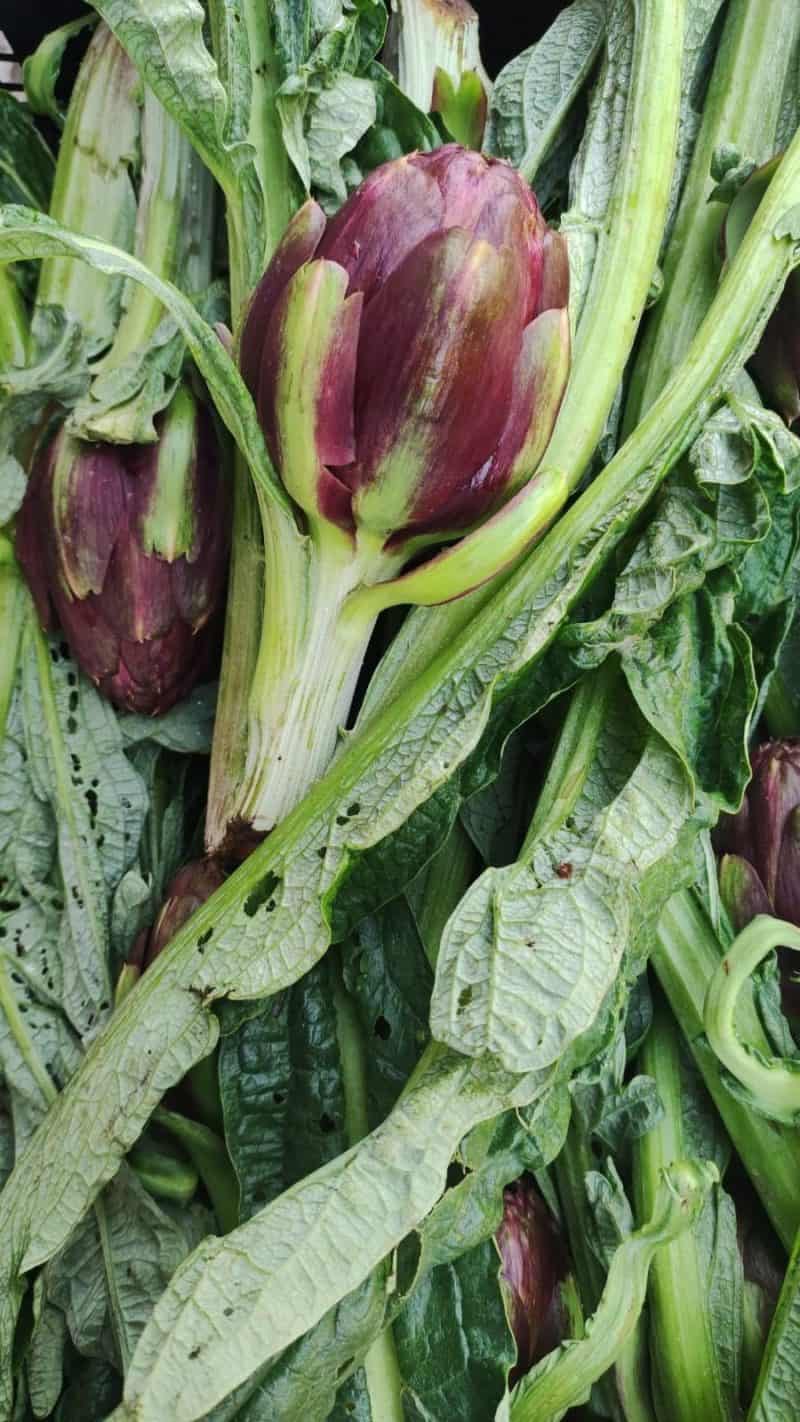 Carciofi Sardegna primo raccolto!!