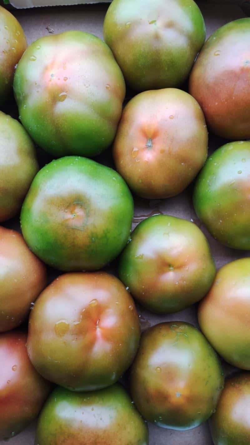 Pomodoro Tondo insalataro Camaiore (Lu)