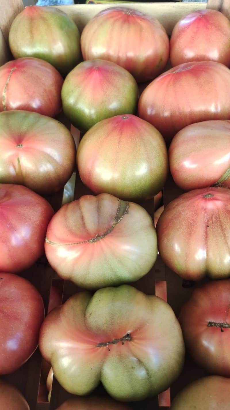Pomodoro "Cupido" Camaiore(Lu)