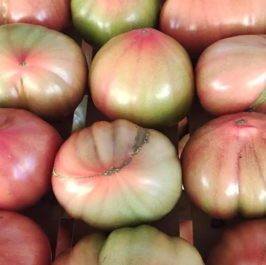 Pomodoro "Cupido" Camaiore(Lu)