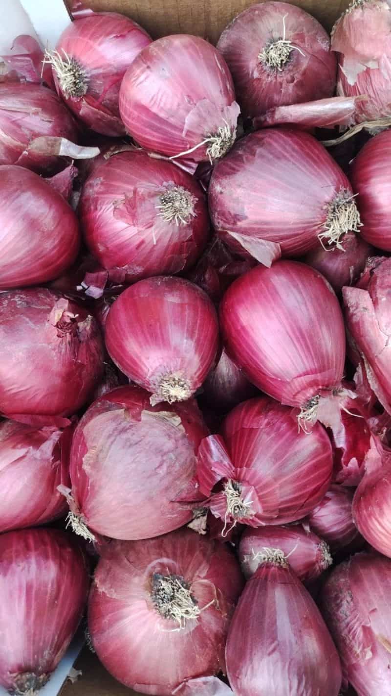 Cipolle secche Rosse di Tropea!!!