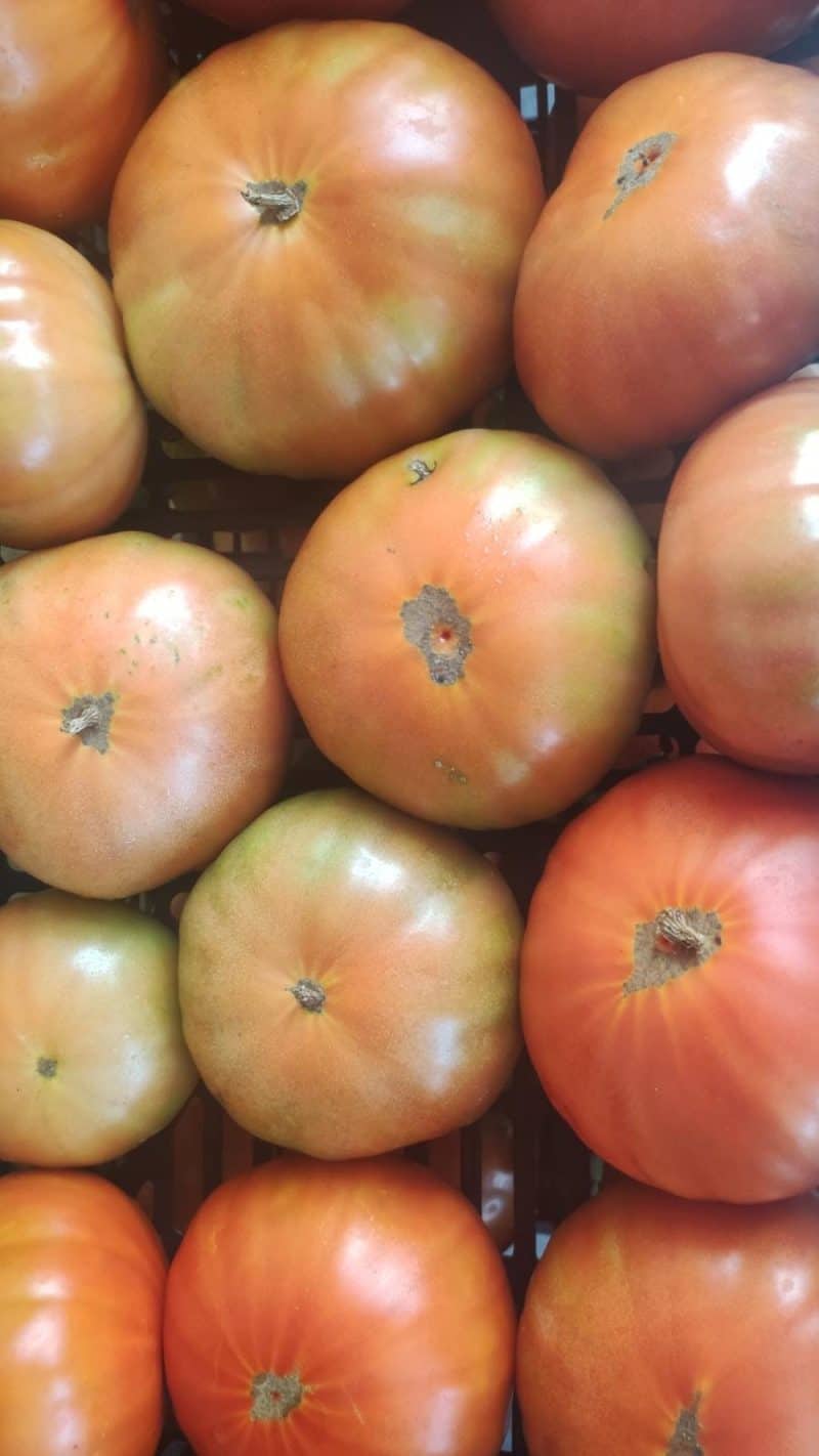 Pomodoro "bistecca" tutta polpa e zero acidità Camaiore km0