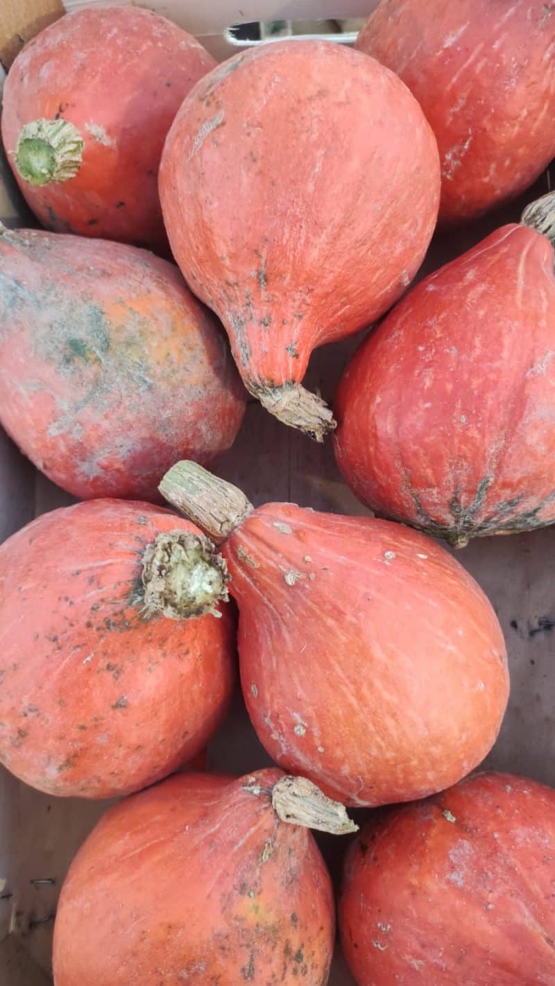 Zucca "hokkaido" nostra produzione km0!! La più pregiata!!