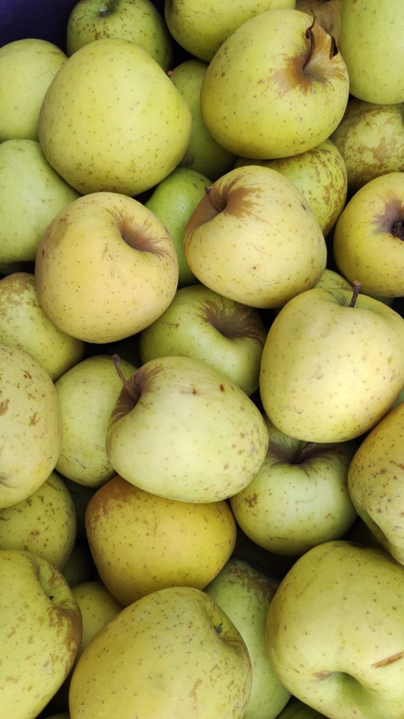 Mele Golden di PISA al Naturale scelta!! Buccia bella "rugginosa"