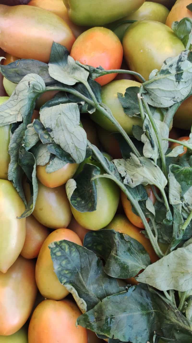 Pomodoro Nerina "San Marzano" km0 buccia fine e sapore delicato
