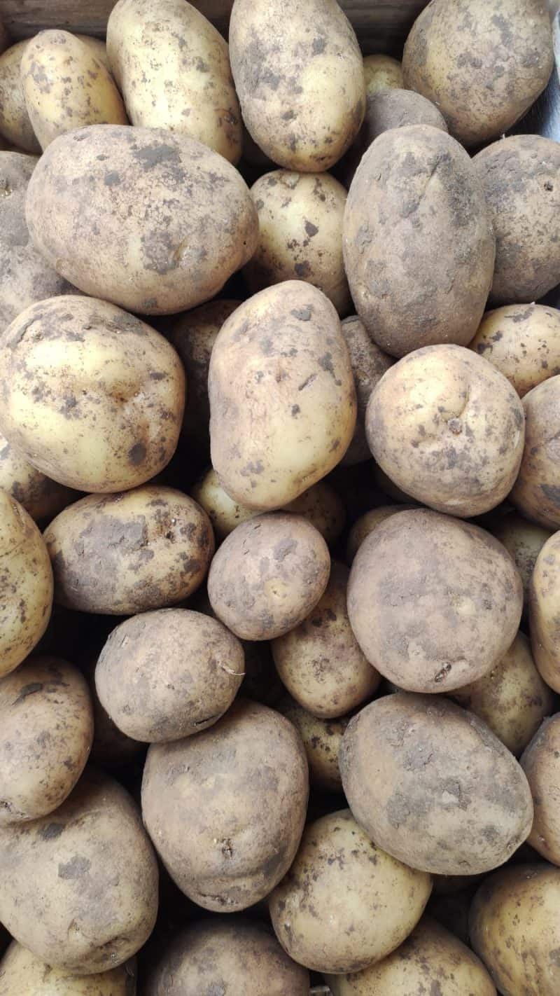 Patate Gialle NUOVE raccolto Sicilia 2025 ideali per degli ottimi arrosti
