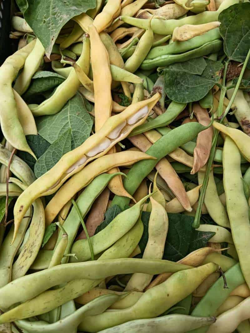 FAGIOLI FRESCHI NUOVI: Piattella VERA DOP Pisana Nostra Produzione