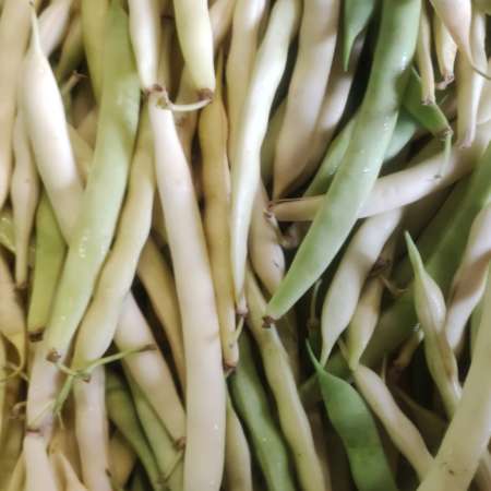 Fagioli Cannellini Freschi Italia