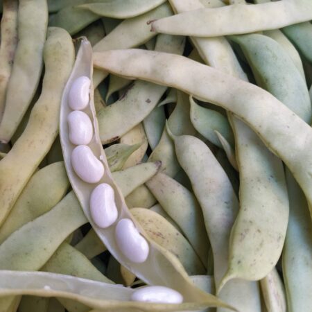 FAGIOLI FRESCHI NUOVI: Piattella grossa VERA DOP Pisana seme antico
