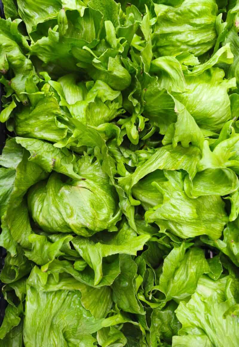 Insalata Iceberg km0 cesti medi croccantissima