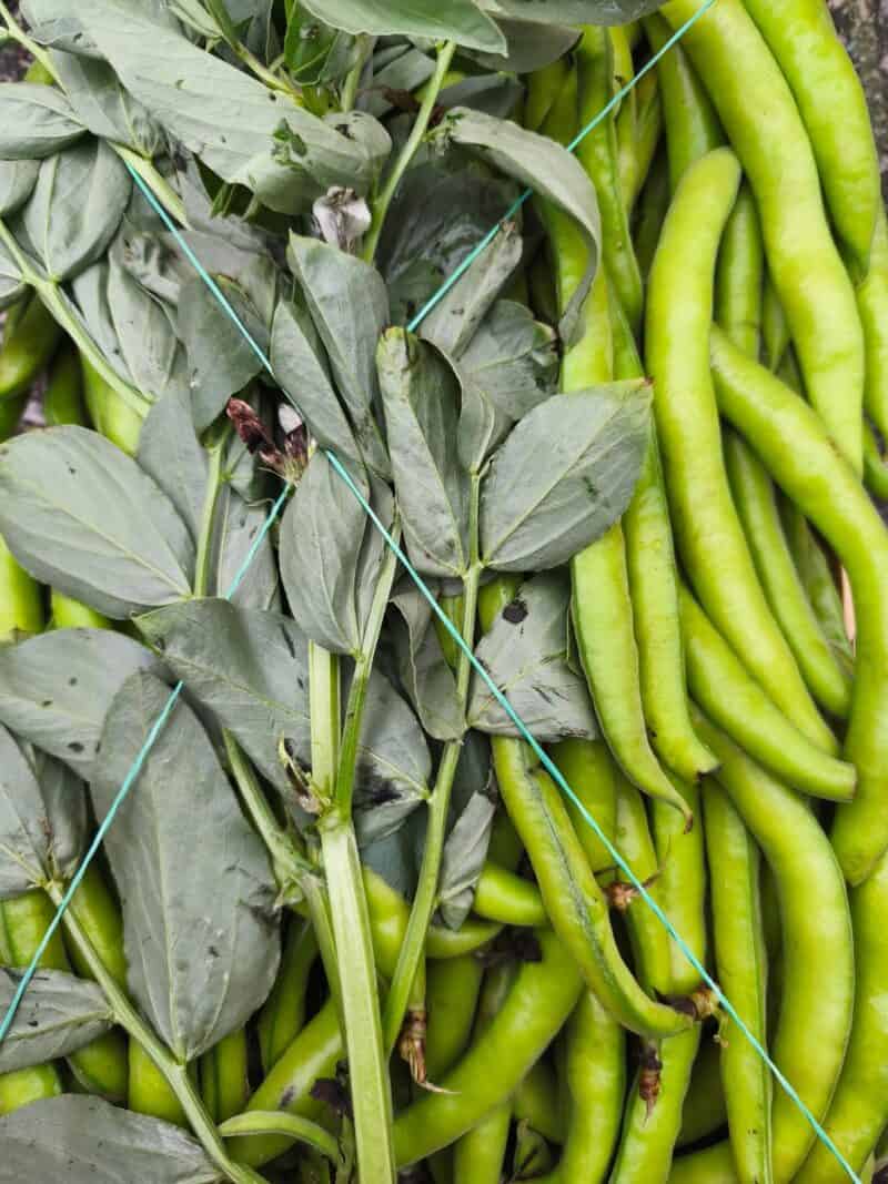 Baccelli Freschi Nostra produzione Km0!