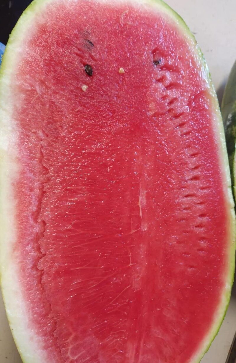 Metà Cocomero Migliarino (Pi) A TAGLIO