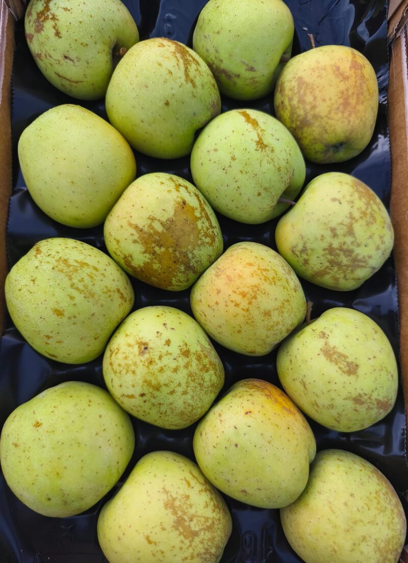 Mele Golden NUOVE Val di Chiana PRIMA SCELTA ("rugginose" e belle dolci)