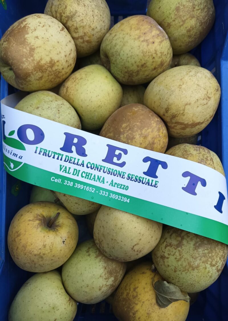 Mele Golden NUOVE Val di Chiana PRIMA SCELTA ("rugginose" e belle dolci)