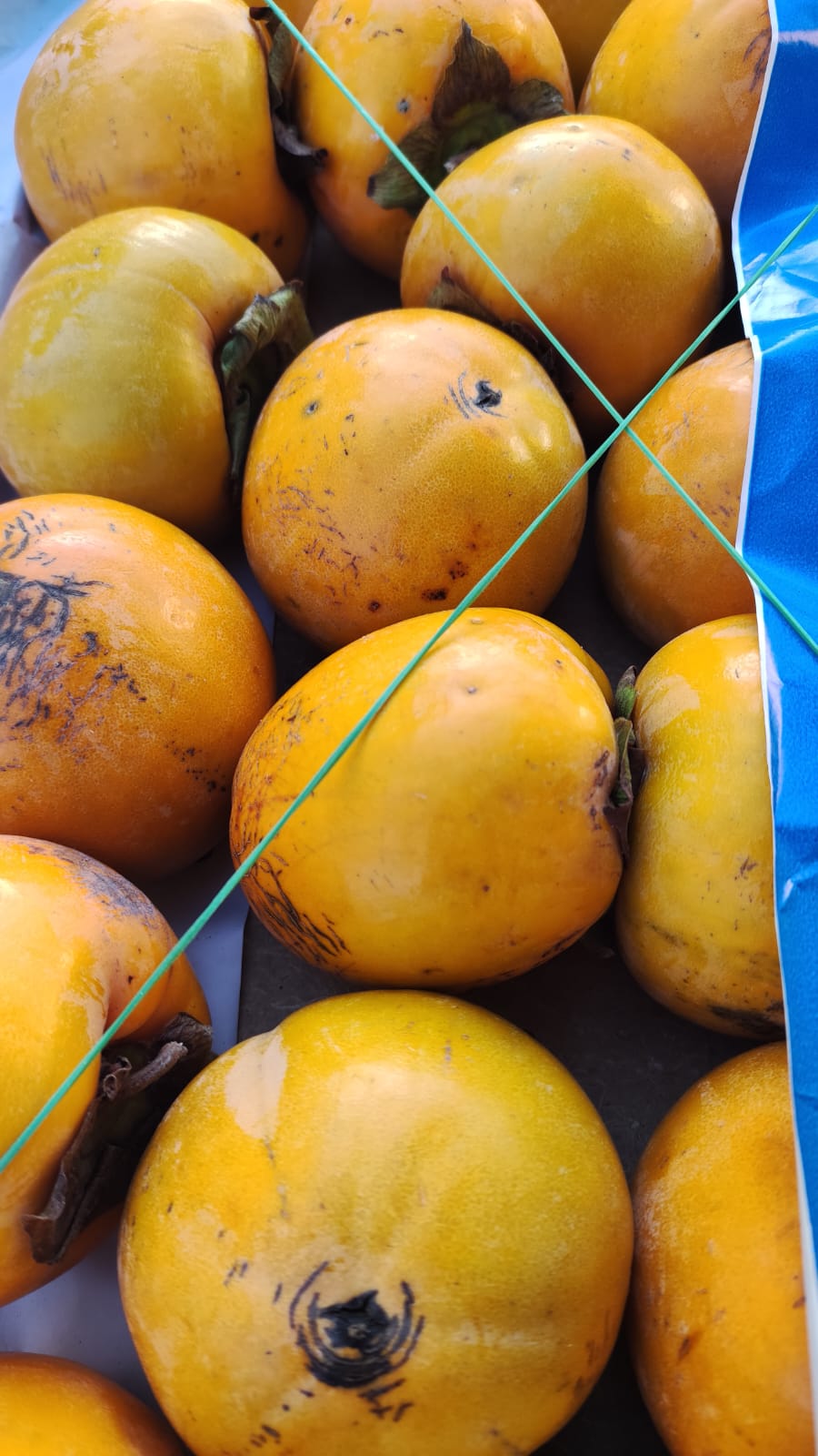 Cachi mela o "Vaniglia" I scelta grandi cioccolato all'interno!