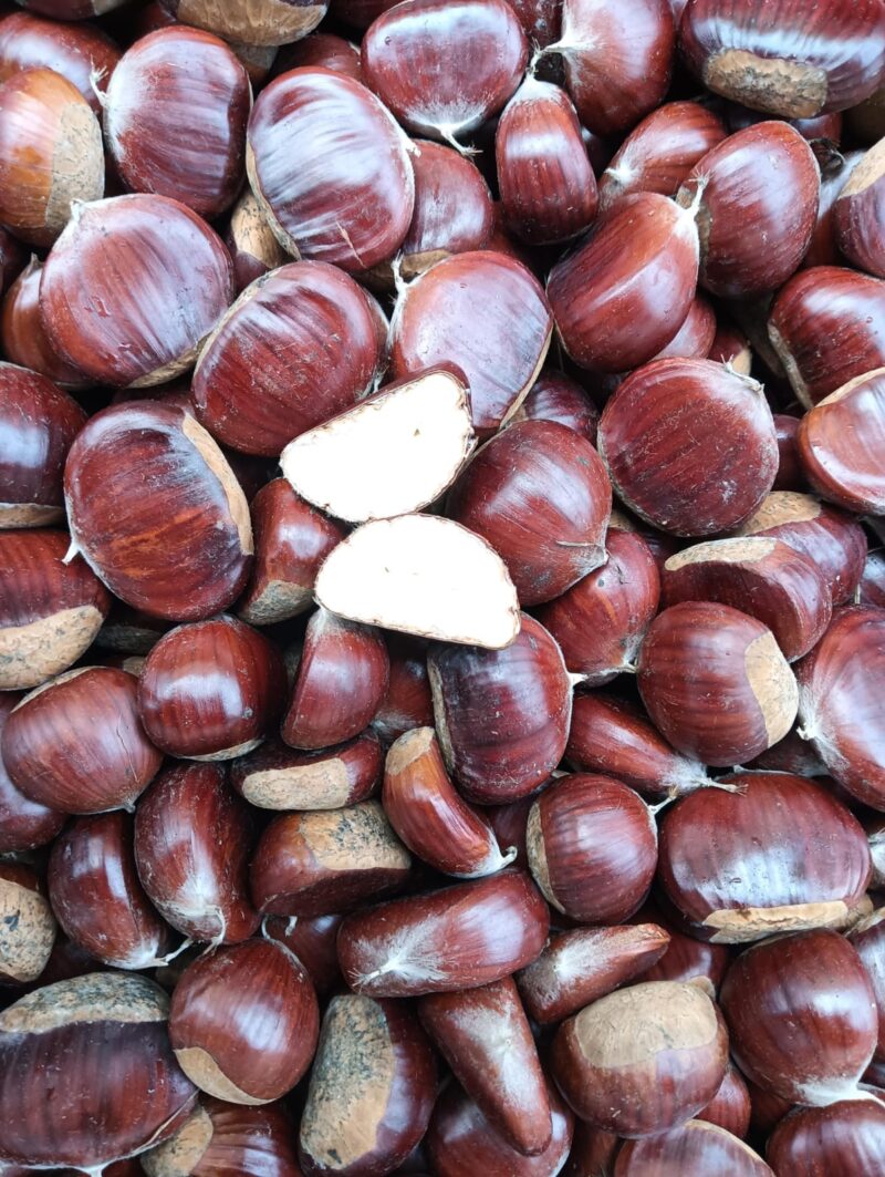 Castagne NUOVE Mugello