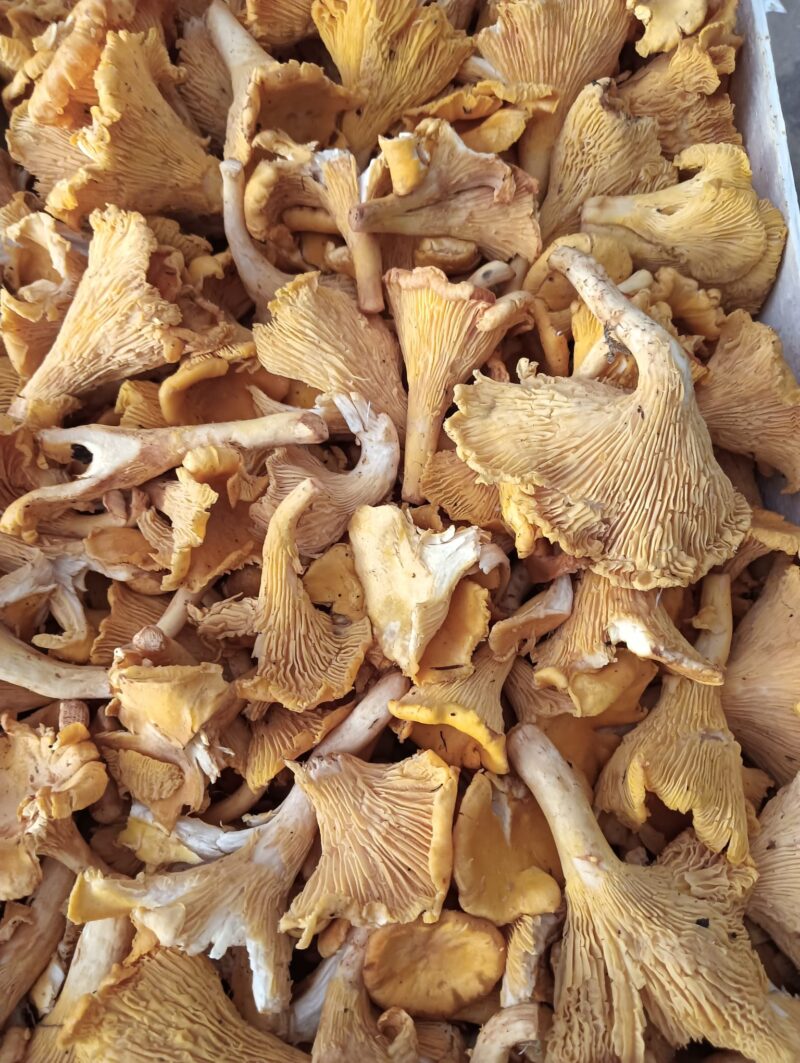 Funghi Finferli o Galletti Garfagnana disp fino al 1/10