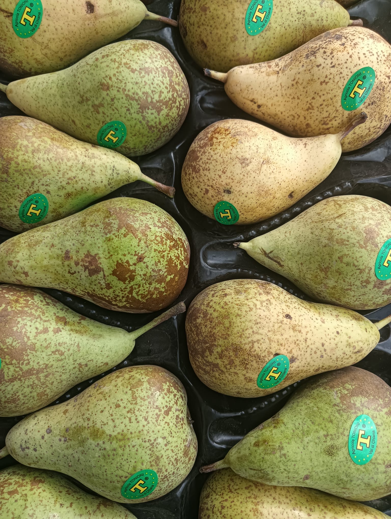 Pere Conference l scelta Val di chiana